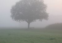 Nussbaum im Nebel